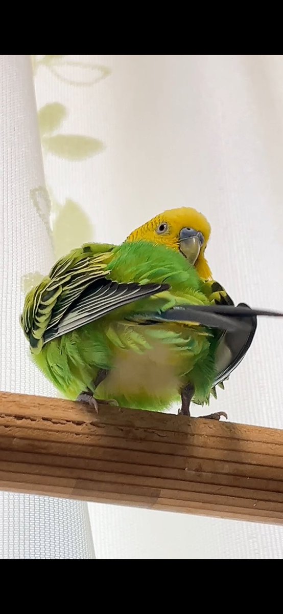 ◆インコ◆ サイモン玉城 on X: 