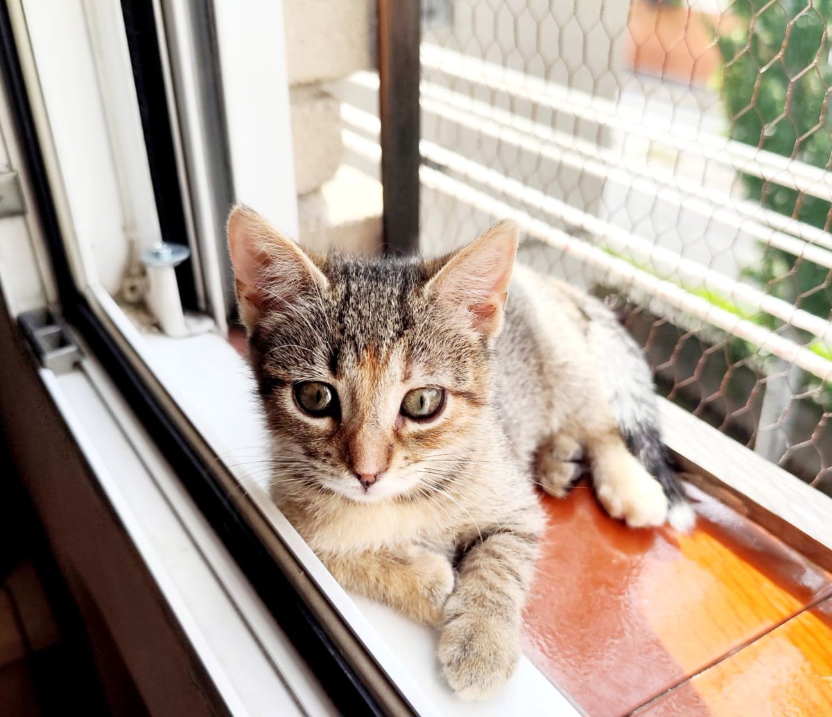 Madrid: 

Espiga es una gatita de 2 meses y medio.Es la única superviviente de su camada.Se le rescató muy mal,pero ahora esta bien,busca un HOGAR RESPONSABLE Y CARIÑOSO,que le cuide y le brinde una oportunidad 🐾🐱Por favor difunde ,así también le