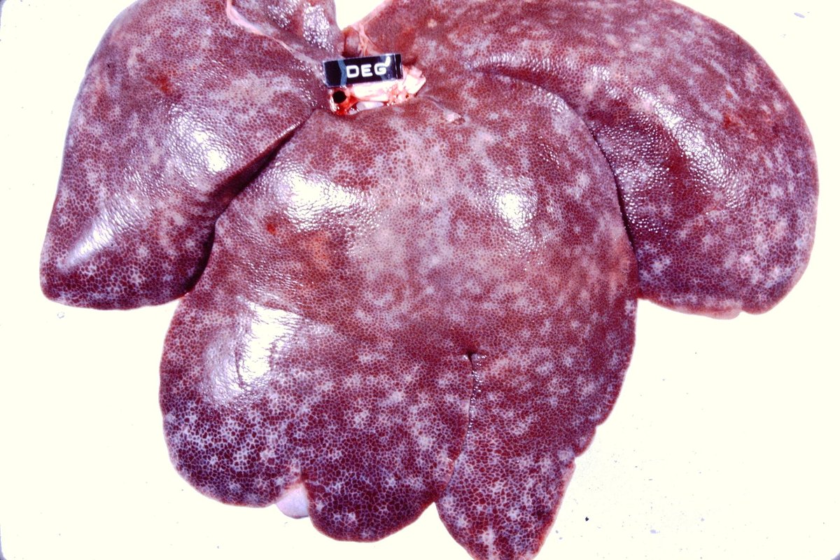 Shammahjss's tweet photo. First time seeing histological session of nematode Ascaris suum larva migrating within the liver, this gives milky spot liver grossly spot▫️▫️▫️
#VetPath https://t.co/e3YxcwwGBJ
