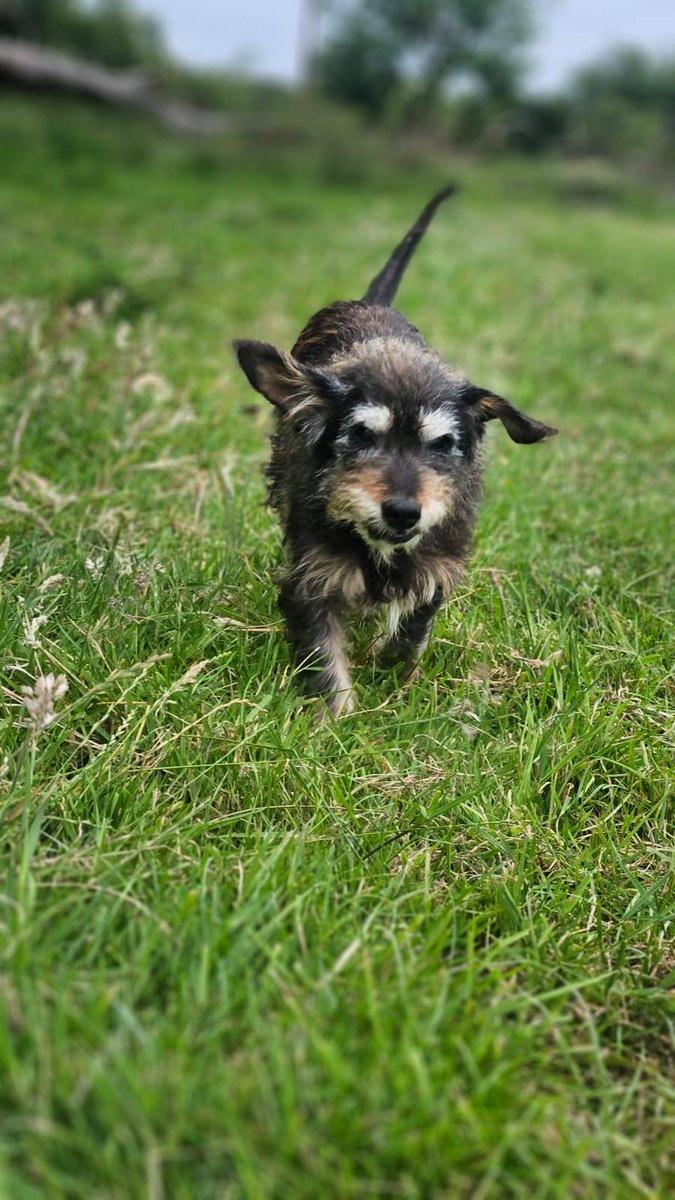 GalwaySPCA's tweet image. Whilst Mr. T. may be in double digits and may have a heart murmur, he is surprisingly fit and healthy and enjoys a walk and a spot of gardening.
He is sweet, good natured and loving and we know that he still has lots of joy and love to bring to a home.
gspca.ie/pages/pet/mr-t…