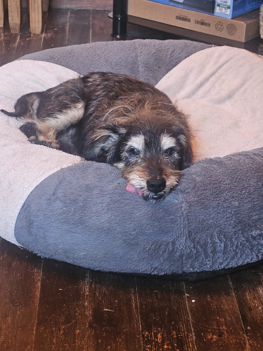 GalwaySPCA's tweet image. Whilst Mr. T. may be in double digits and may have a heart murmur, he is surprisingly fit and healthy and enjoys a walk and a spot of gardening.
He is sweet, good natured and loving and we know that he still has lots of joy and love to bring to a home.
gspca.ie/pages/pet/mr-t…