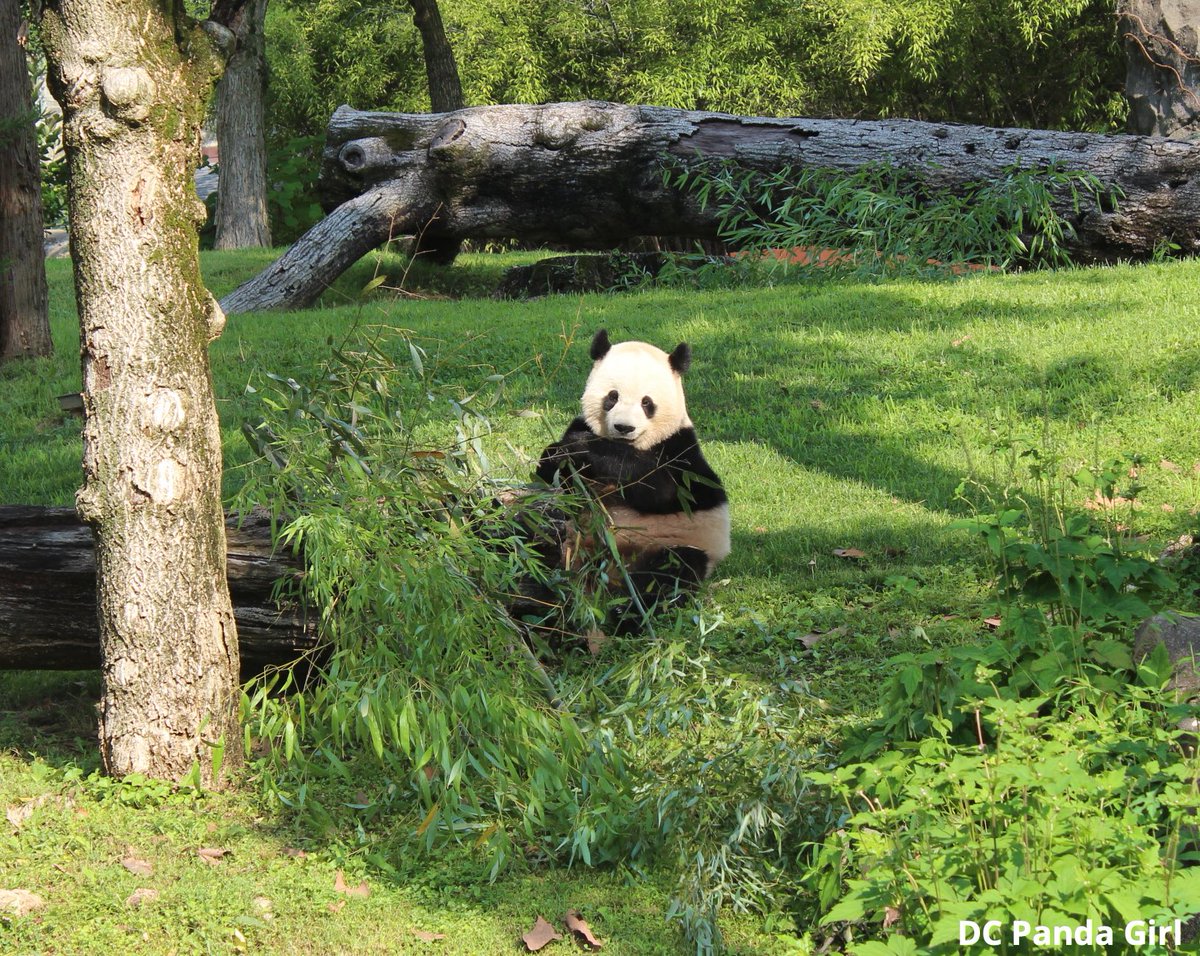 Fun with Qing Bao and Bao Li 🐼🥰💞🎋 New YouTube video: youtu.be/9FaAbDoPwFw?si… <a href="/NationalZoo/">National Zoo</a> #pandas #panda #giantpanda