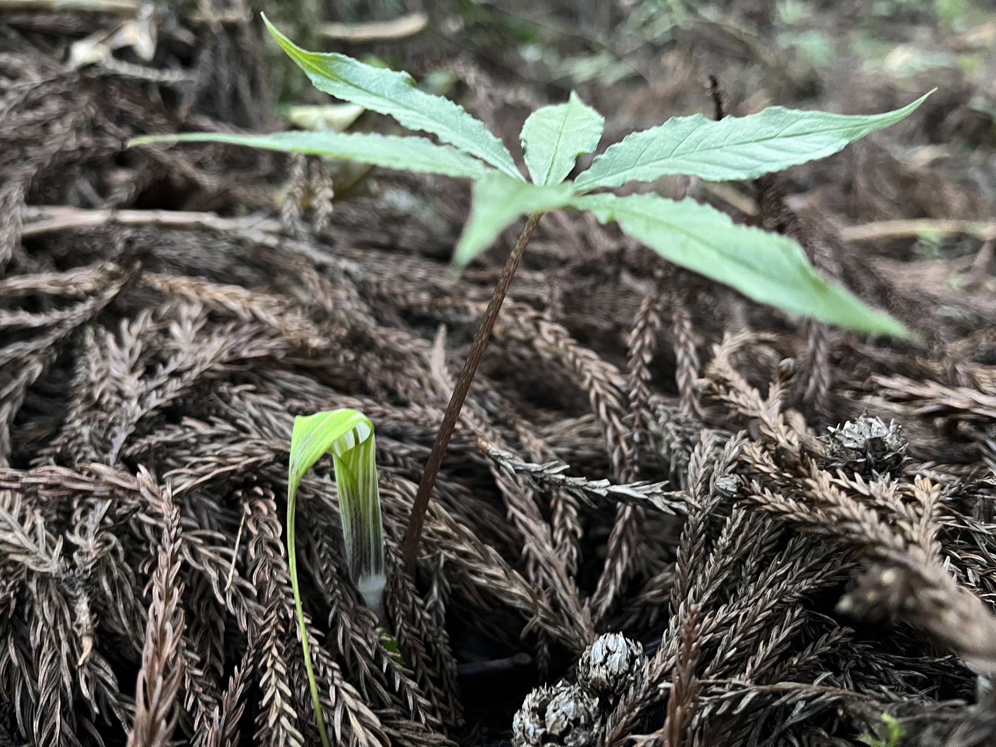 ナッシー出品❗マムシグサ苗他12苗お届けいたします。 珍草屋Plants-Axis@Loading (@Plants_Axis) / X