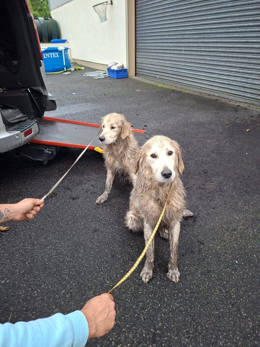 GalwaySPCA's tweet image. A lovely couple found two filthy, bedraggled terrified Retrievers & it took them an hour to get them to safety.
Harris and Williams are settling in slowly, making friends, learning to walk on leads and about the real world thanks to the patience and dedication of our team.
