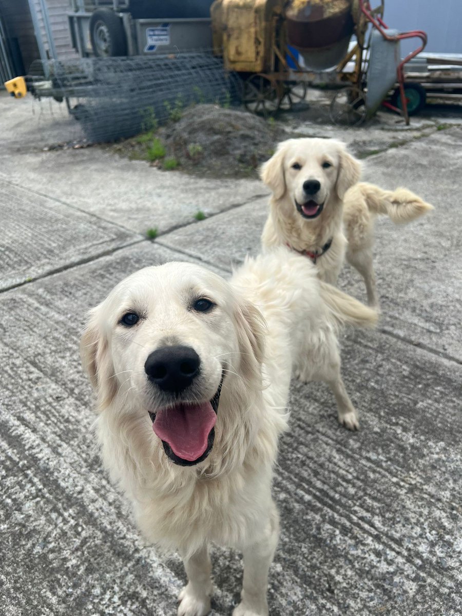 GalwaySPCA's tweet image. A lovely couple found two filthy, bedraggled terrified Retrievers & it took them an hour to get them to safety.
Harris and Williams are settling in slowly, making friends, learning to walk on leads and about the real world thanks to the patience and dedication of our team.