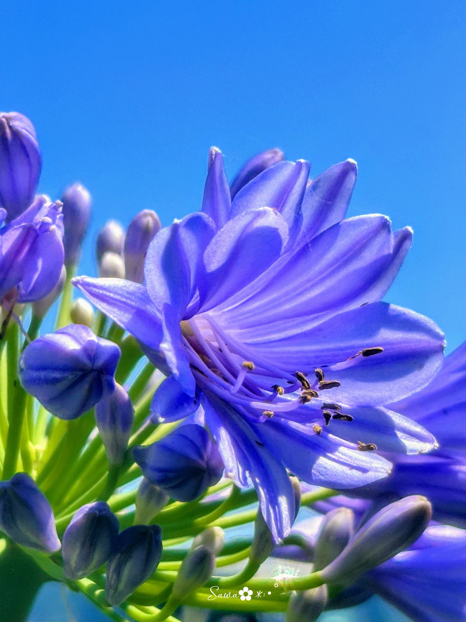 【サイン入り】　薔薇物語　早葉子そめ花 ちいさな花言葉・花図鑑 | 宇田川 佳子 |本 | 通販 | Amazon