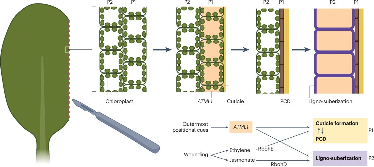 NaturePlants's tweet image. New Article: "Wounding induces multilayered barrier formation in mature leaves via phytohormone signalling and ATML1-mediated epidermal specification" rdcu.be/eweVr
With News & Views: "Heal the wound to make a better seal" rdcu.be/eweVU