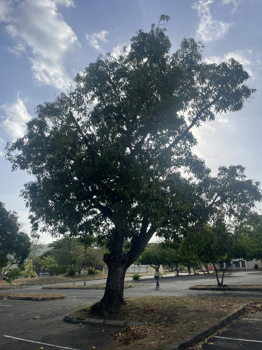 minilek's tweet image. Mango tree on the walk between my apartment and the @jamcoders classroom.