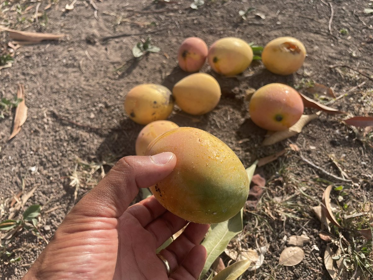 minilek's tweet image. Mango tree on the walk between my apartment and the @jamcoders classroom.
