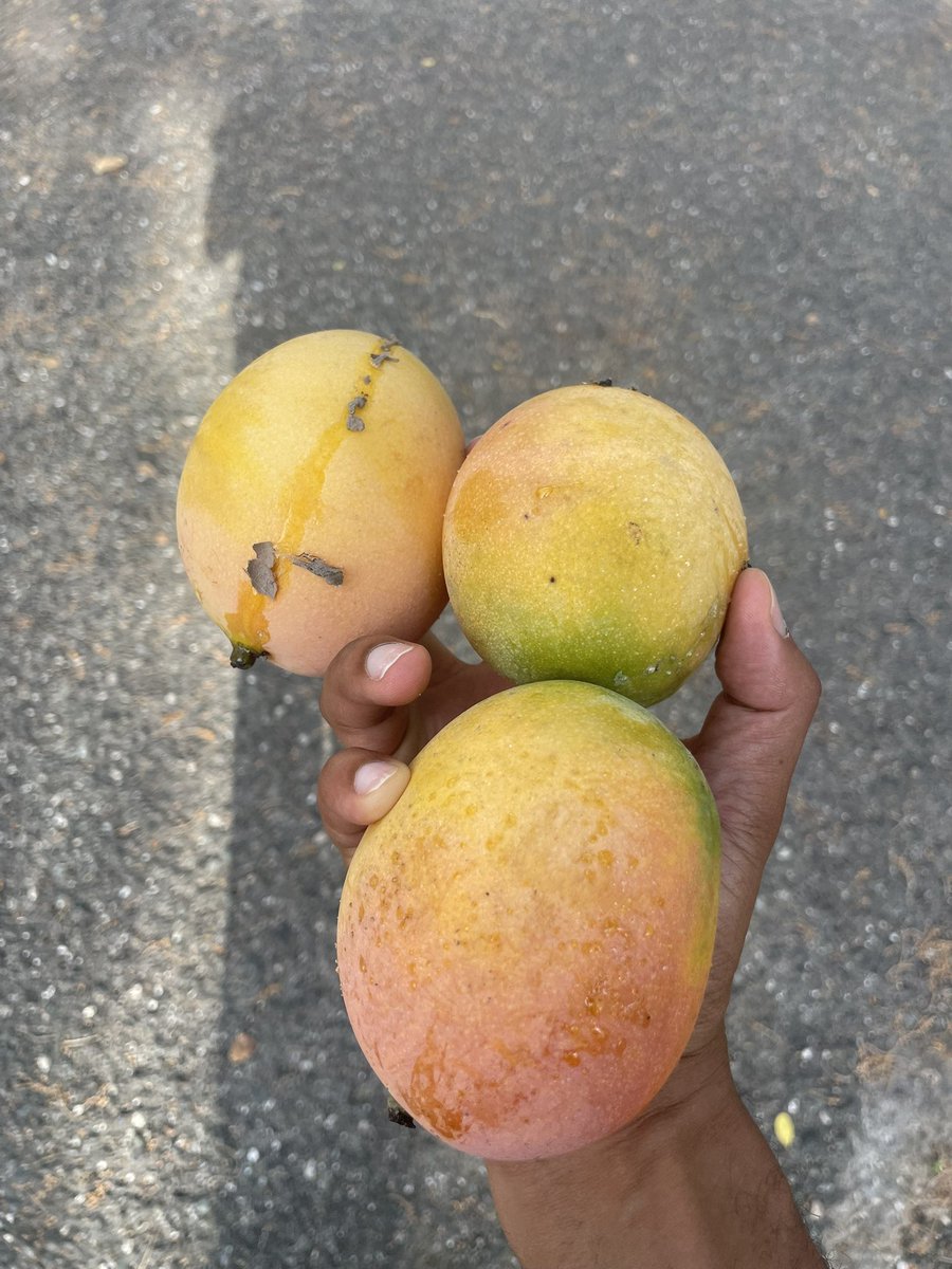 minilek's tweet image. Mango tree on the walk between my apartment and the @jamcoders classroom.