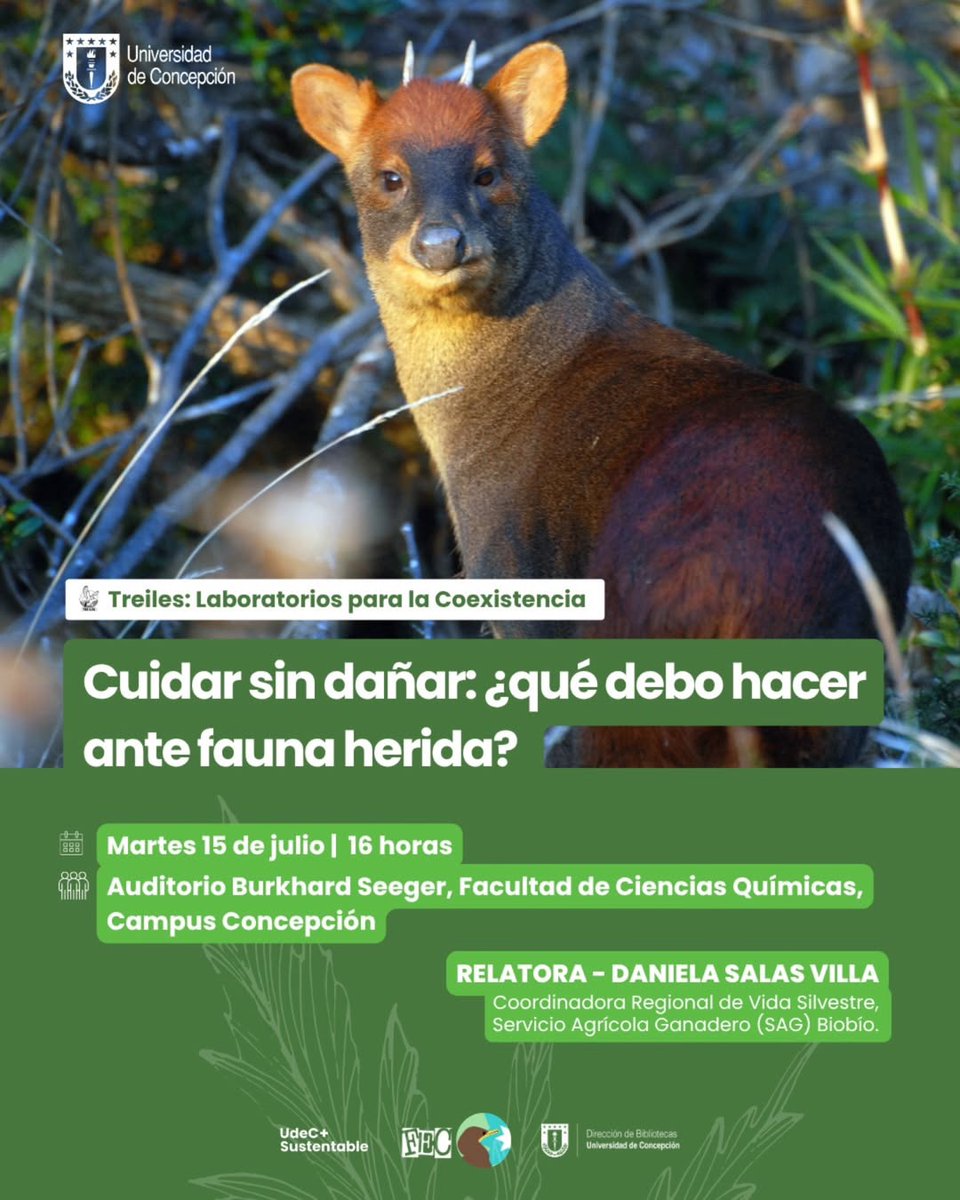 UdecBibliotecas's tweet image. Reflexiona sobre la convivencia con fauna silvestre🦉 en el taller "Cuidar sin dañar", del ciclo "Treiles: Laboratorios para la coexistencia".
🗓️Martes 15/16:00 hrs.
📍Auditorio Burkhard Seeger, UdeC.
📝Actividad gratuita, cupos limitados.
Inscríbete👉tinyurl.com/yw59bx8f