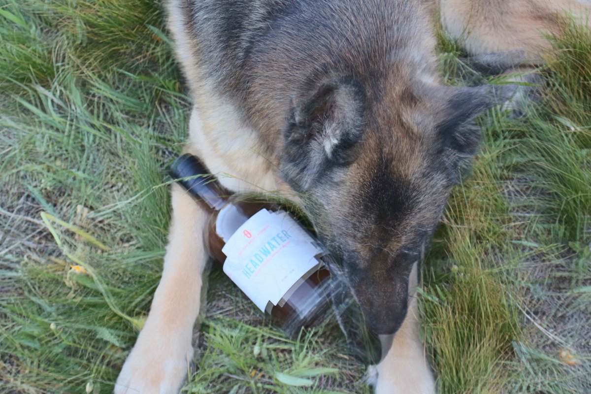 Headwater0Proof's tweet photo. Loved by all, Headwater.
#zeroproofspirit #dogday https://t.co/yzqtBUU7qy