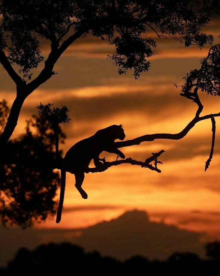 ¡¡¡¡ BUENA NOCHE !!!!
#Infpeace #LeoRespira                         #PremRawat  #Respira                    bit.ly/3Ea8Jgd