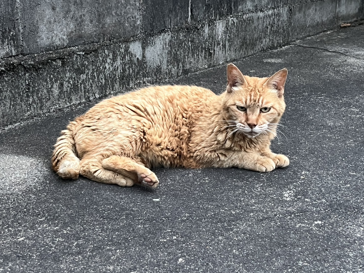 野良猫樣專用。8号送达 あづれ on X: 