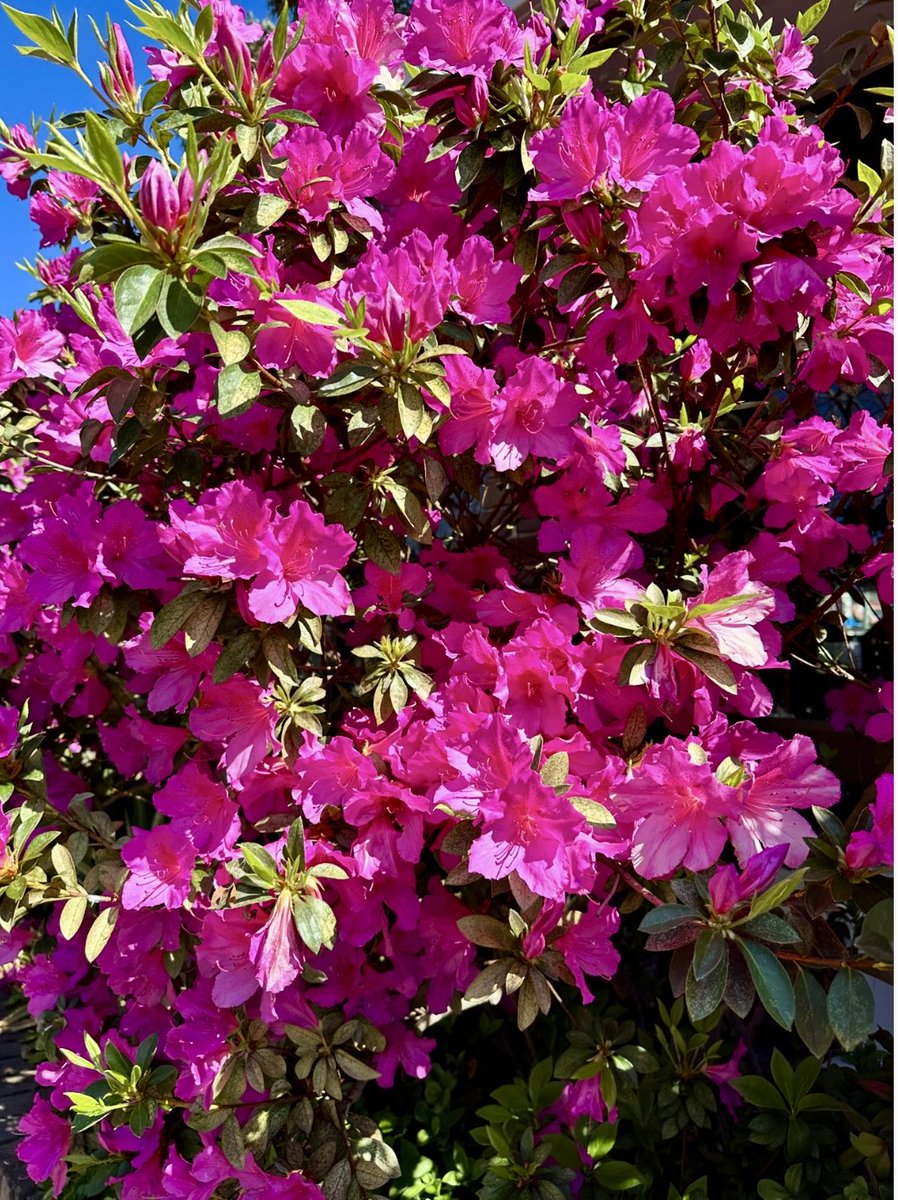 tuliprose269's tweet image. Sometimes the best things in life are free and right outside our door ! 💐🌴 #NaturePhotography