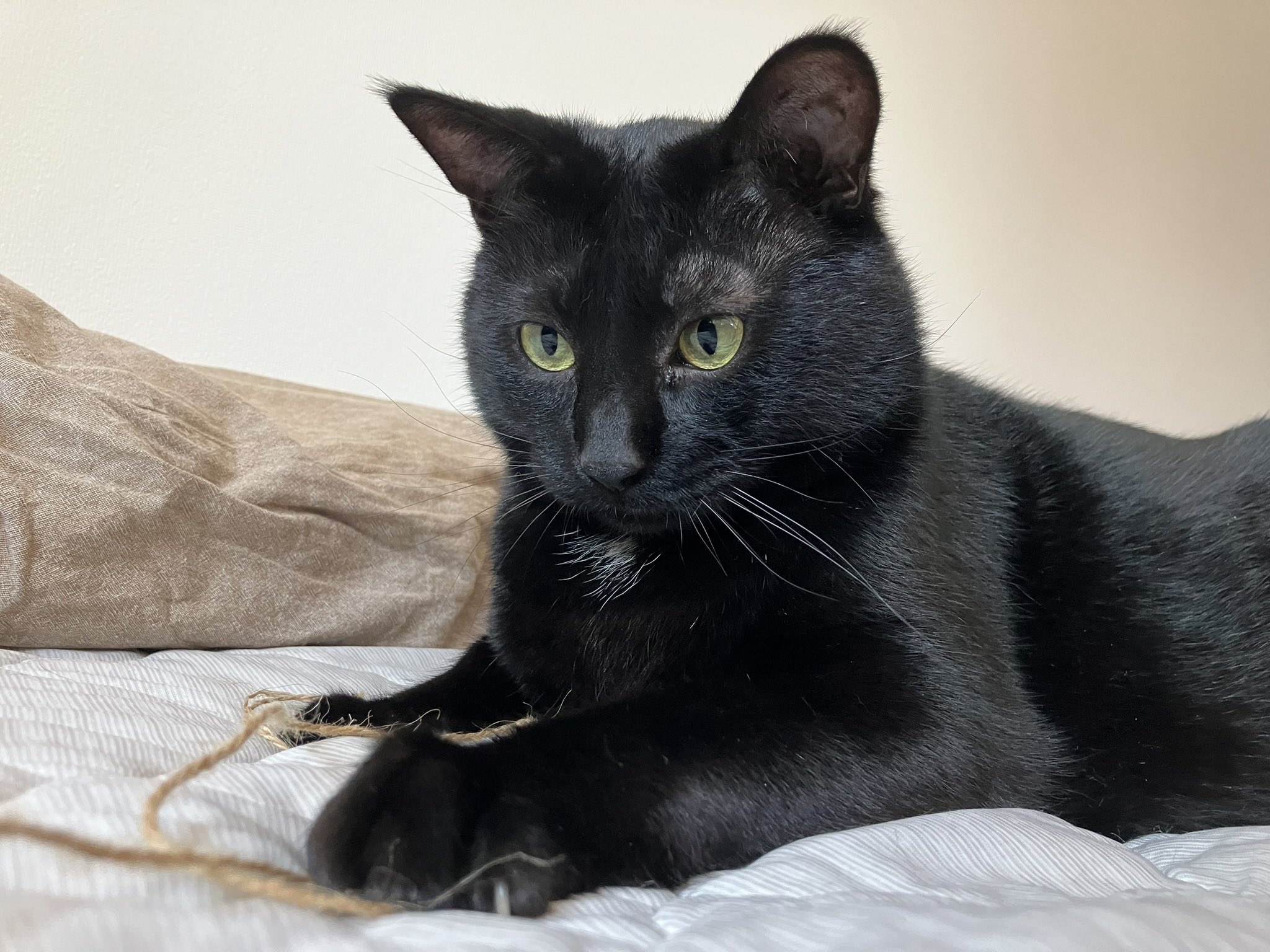 黒猫 黒猫トニー on X: 