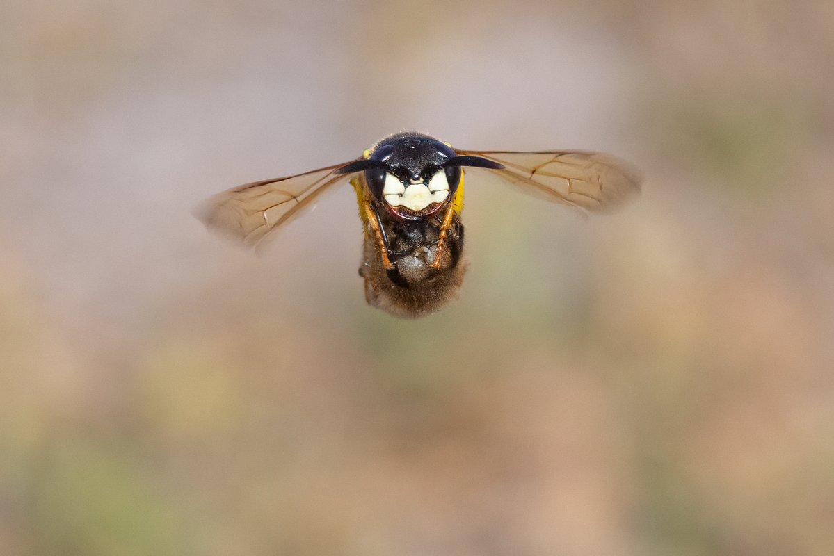 markwright12002's tweet image. Bee wolf
Purbeck Heaths NNR, Dorset
@DorsetWildlife
@nationaltrust