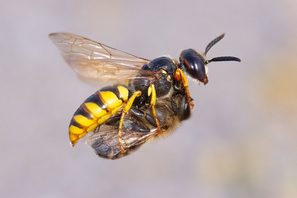 markwright12002's tweet image. Bee wolf
Purbeck Heaths NNR, Dorset
@DorsetWildlife
@nationaltrust