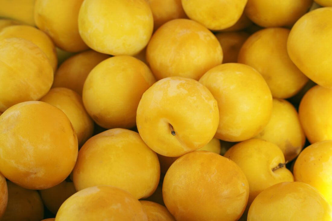 MotherEarthNews's tweet image. Capture the taste of summer with this golden plum preserves recipe!
motherearthnews.com/real-food/gold…
#canning #homecanning #masonjar #canningseason #canningjars
Photo by Adobe Stock/Andrii