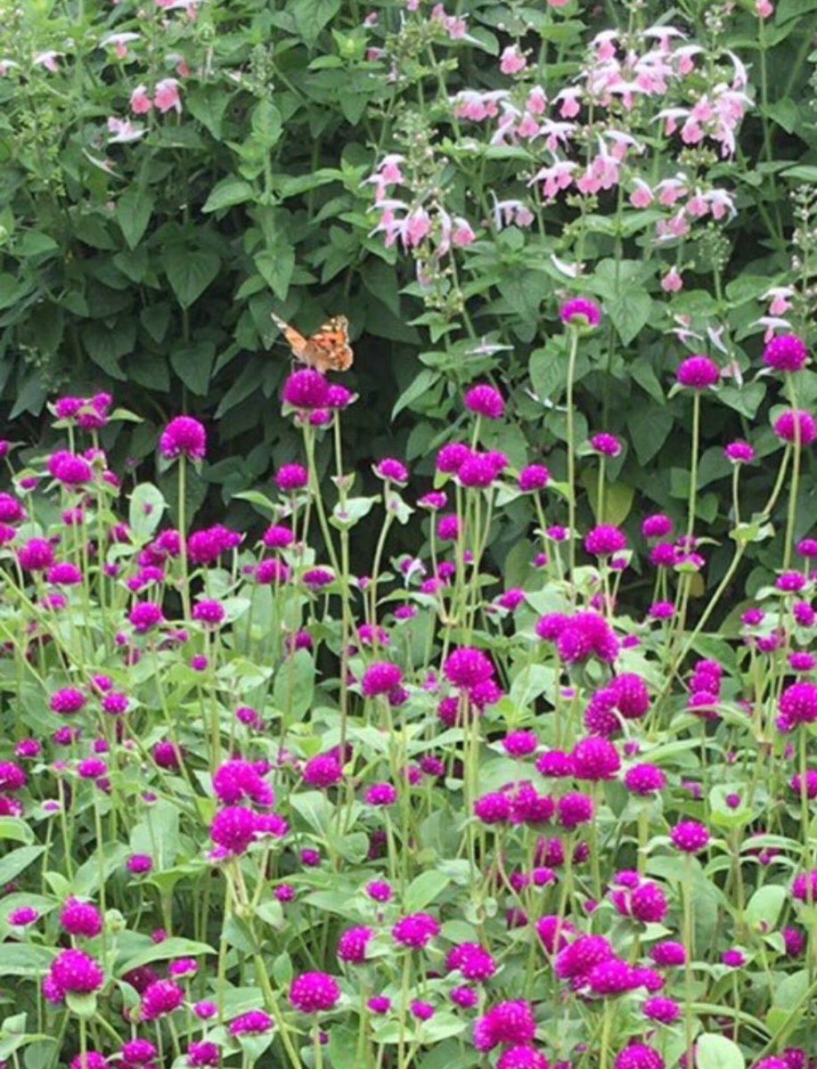 perfumer1208's tweet image. 調香師(パフューマー)
あんなに小さかったのに
暫く離れている間
花は大きく成長していました
与えられた場所で
動くことも出来ず
待っていたかのように
咲いていました