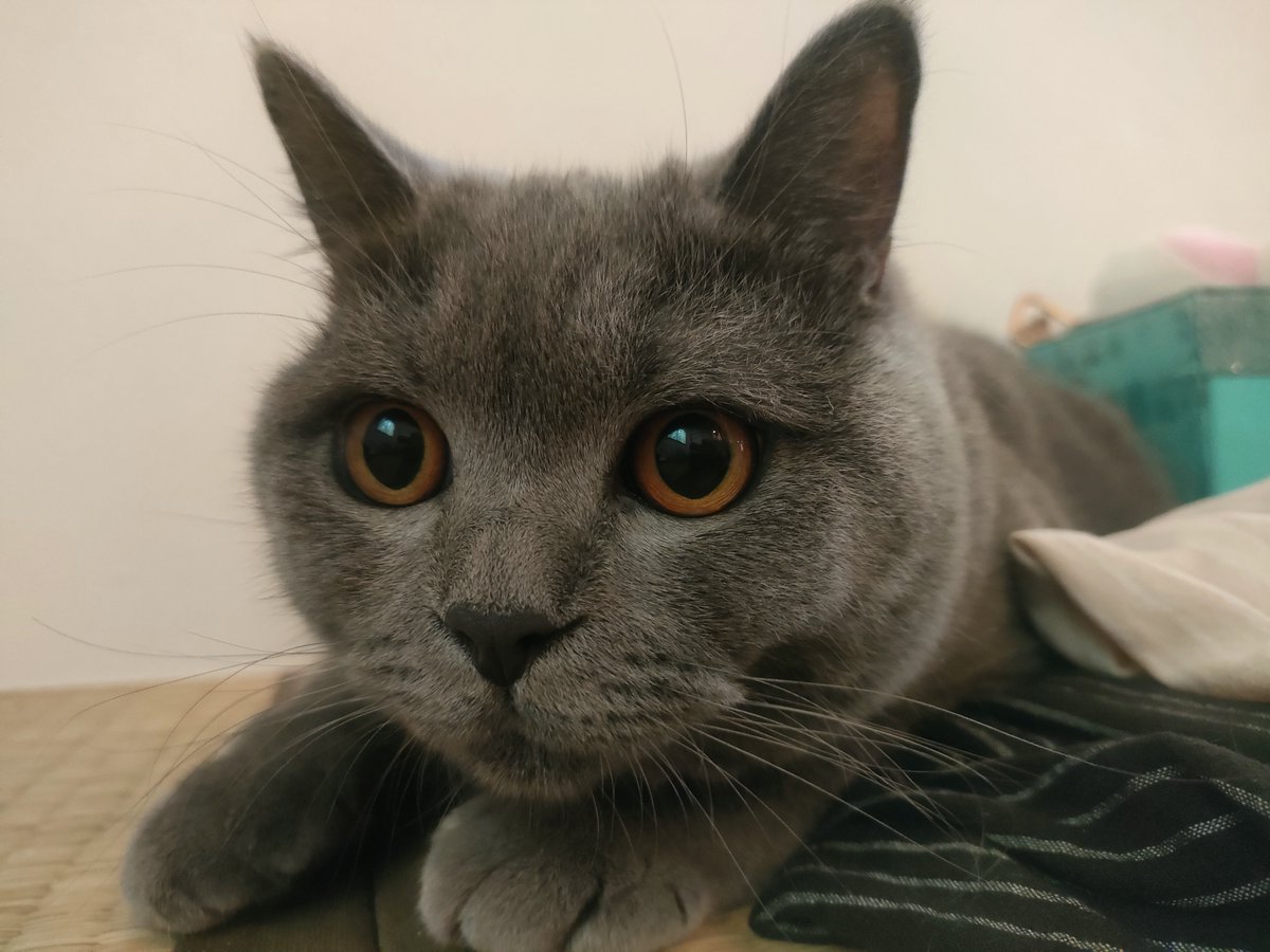 brilliant202407's tweet image. 【お迎え213日目】
おはようございます😺
6時くらいから待機中のブリくん😽もうまもなく朝ご飯です😽
