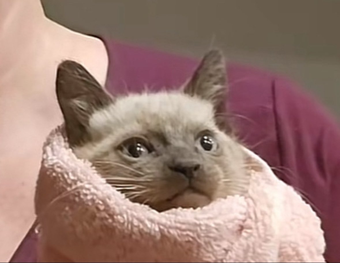 eggymoss's tweet image. 