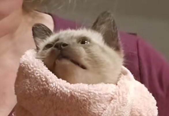 eggymoss's tweet image. 