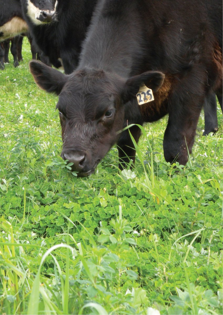 Save the date! Kikuyu toxicity and pasture improvement workshop in Esperance. Morning of Tuesday 29th July. Registrations open shortly.