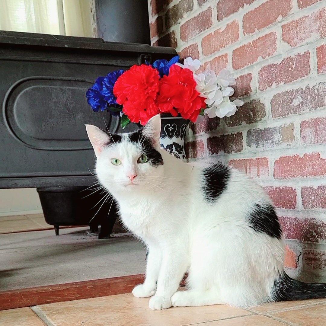😻❤️ Sending much love to mew! ❤️😽

The weekend is over, and Monday is nearly too! Rooby wants to know, will your week ahead be supurr busy with lots of stuff to do? 😺

Our birthday is coming up next week, so we hope this one flies by! 🎊🙀😺

#happymonday  #CatsOfTwitter