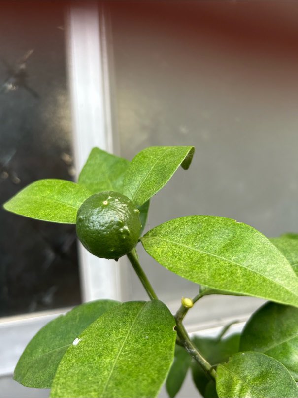 anzuko_moco23's tweet photo. 久しぶりのまとま��た大雨だった。雨☔被害かどうか判らないがセミノールが1個だけになってしまった。少し病気発生してるかな？
朝顔、初めて3個咲きました😌ブルーセージとローゼルが倒れていた。ローゼルは、すぐ直りました😌

#ブルーセージ
#セミノール
#朝顔
#大雨 https://t.co/CCh2Y8SSk3