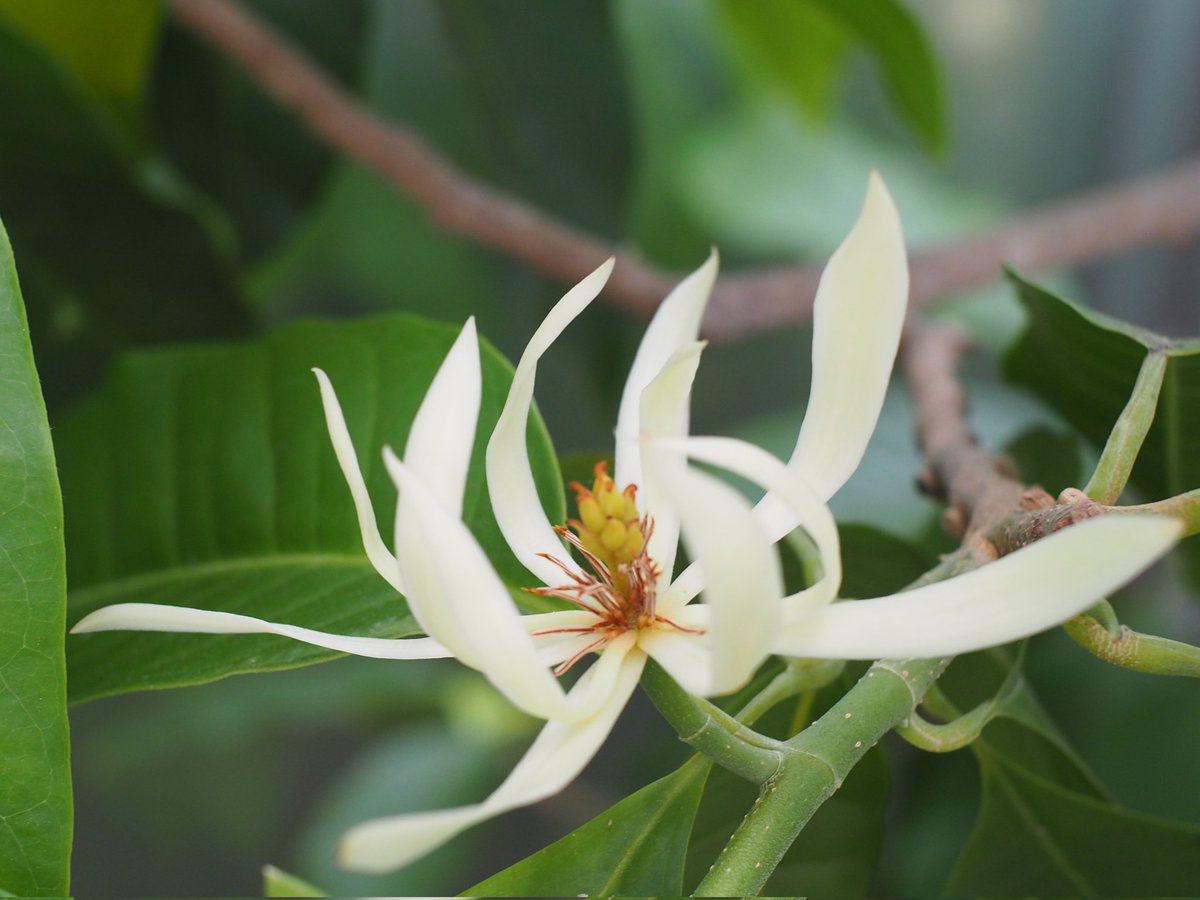 珍しい花、上品な香 ギンコウボク 苗