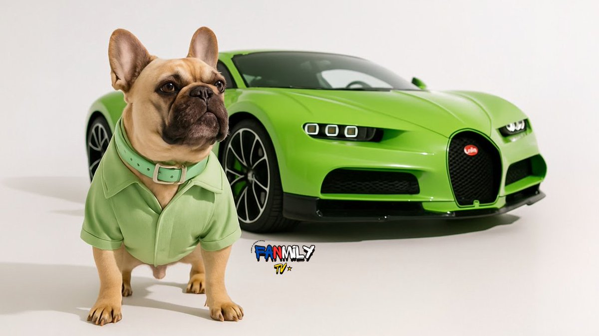 FanmilyTV's tweet photo. Who y'all picking for the best Outfits? #NaduFlew #Nadu The Case for Christ #Ferrari #yorkshireterrier   Burrow #Lamborghini  #frenchbulldog  The DOE #Bugatti #pomeranian  Keanu #siberianhusky #husky #mercedes Ethics Conor McGregor