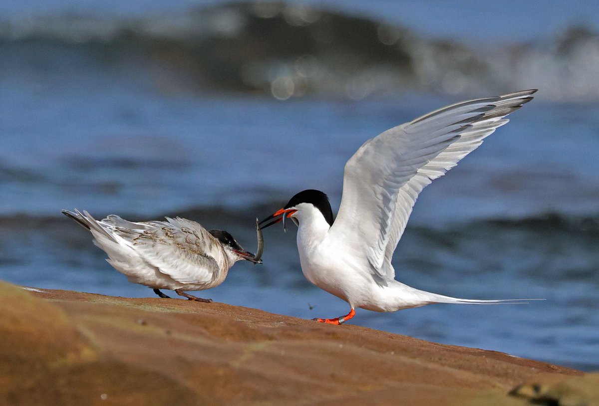 Roseate Terns putting on a show at the Beacons. 7 Juveniles present today being attended to by the parent birds