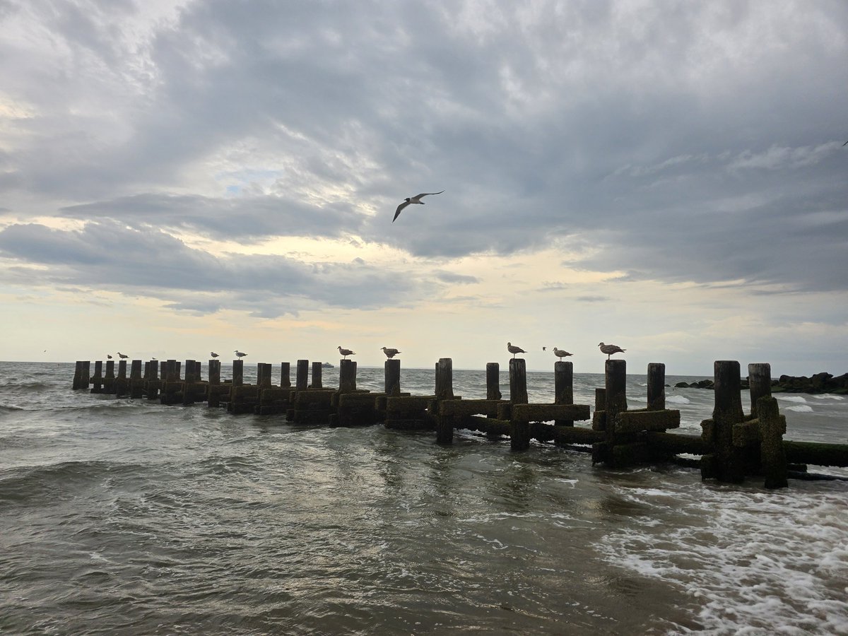 NRG Lina tweet media