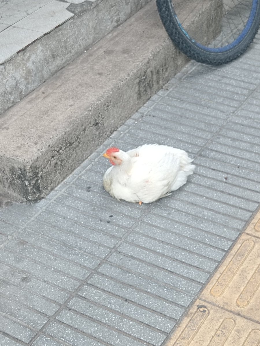 Hoy, en animales que me encuentro en el trabajo... Una gallina