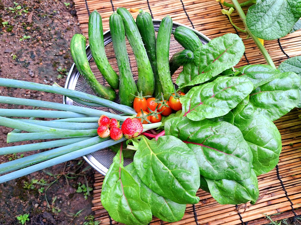 ただいまおはようおかひじき☘️
岐阜は大雨と嵐でどうなるかと夜勤中に心配でいられませんでした💦
速攻帰ってパトロール🚨
全ての野菜達は無事でした✨

今朝の収穫🥒🍅🍓🌿
スイスチャードも成長が早いです
キュウリは8本

現在キュウリ  141本目🥒