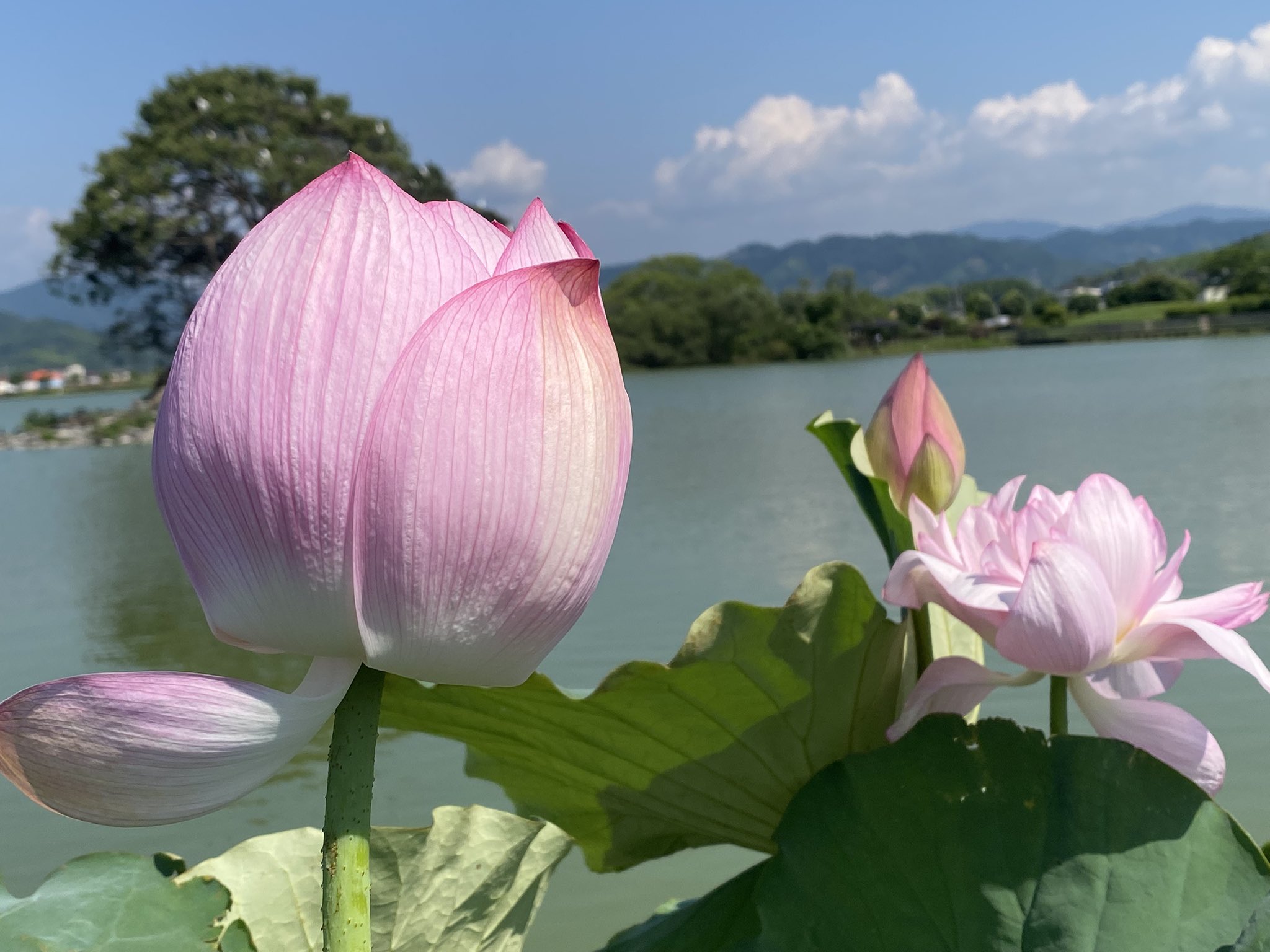 リピーター様（みー♡7047様）の出品です（幸運　人間関係　天照大神　勝負運） 天照大神 (@HYF7IV4MsZ53410) / X