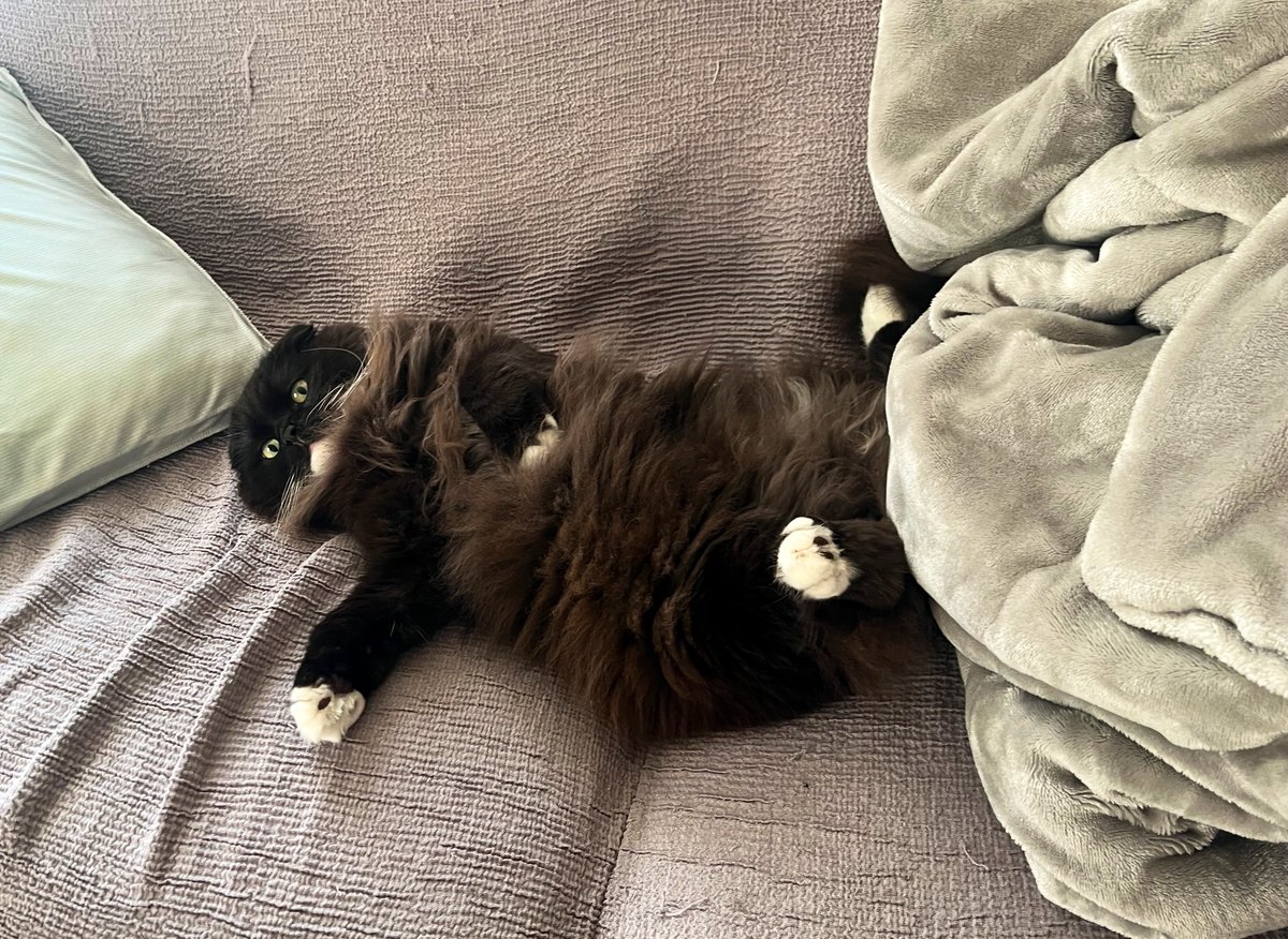 unagineko_una's tweet image. 人間のみんな、ろーどー頑張ってね〜
#白黒猫 #猫のいる暮らし #猫