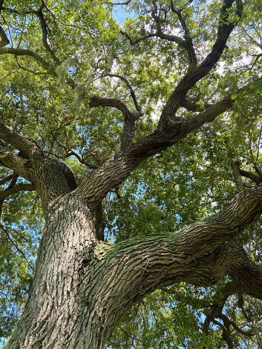 Been loving Kiawah island trees