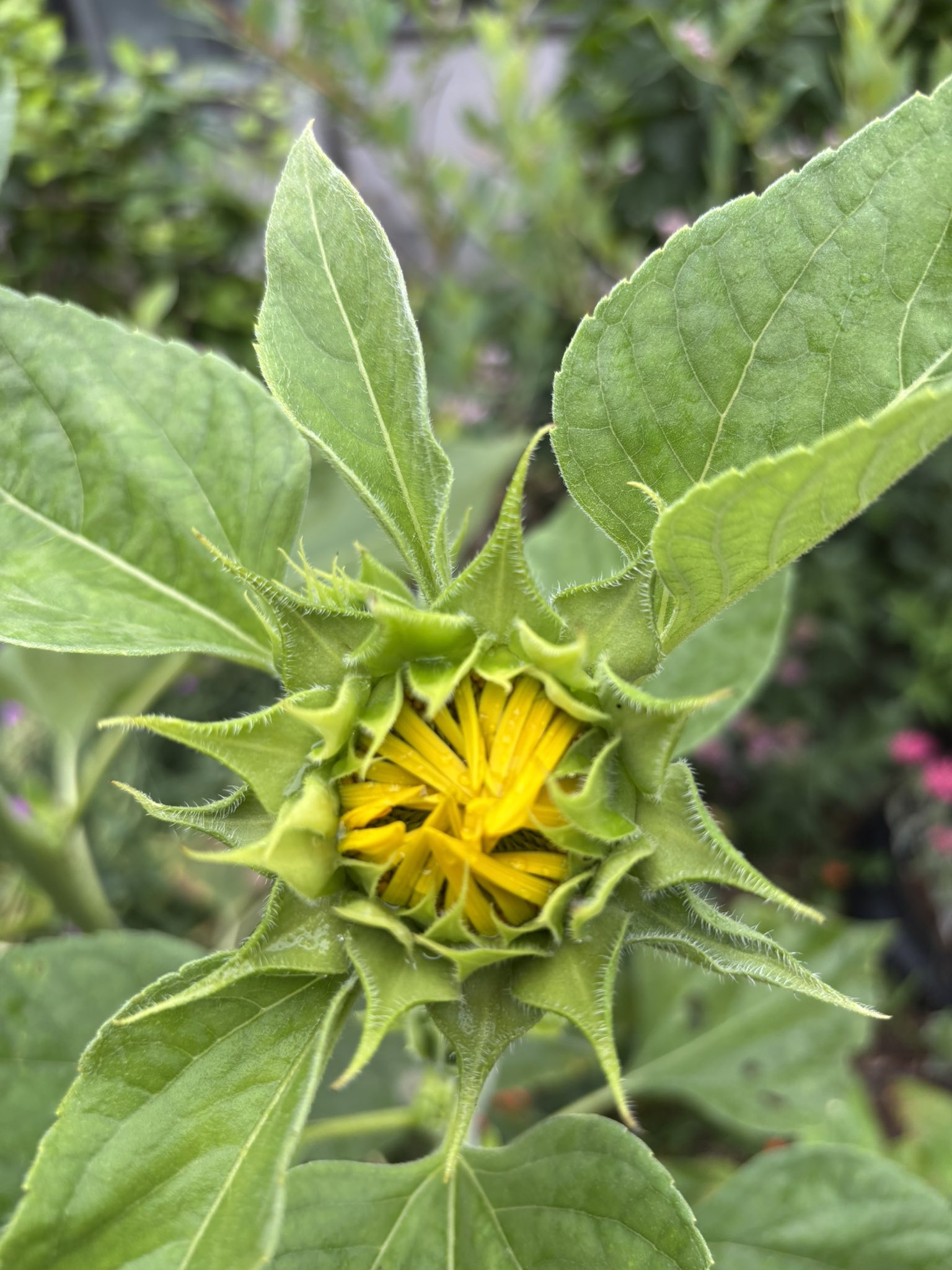 ひまわり❤ 81iQfTJiHNL._UF350,350_QL80_.jpg