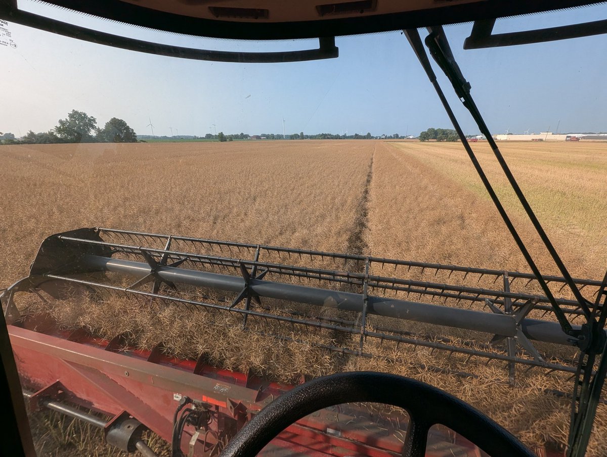 Canola harvest has begun here in Blenheim.