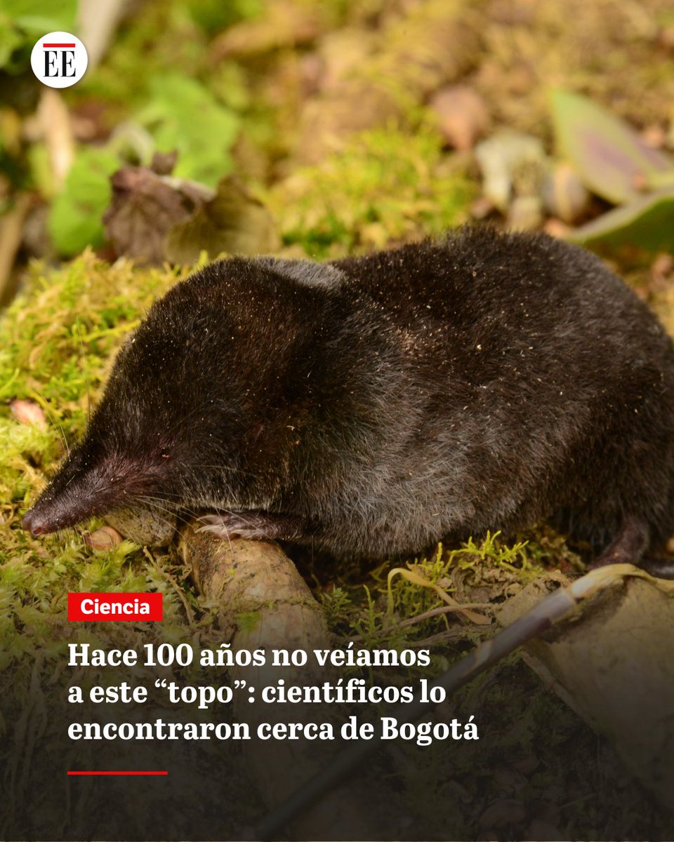 Su redescubrimiento también generó varias preocupaciones.👉  trib.al/mIBnBfp