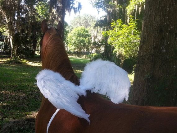 horse with beautiful angel wings very pure and heavenly