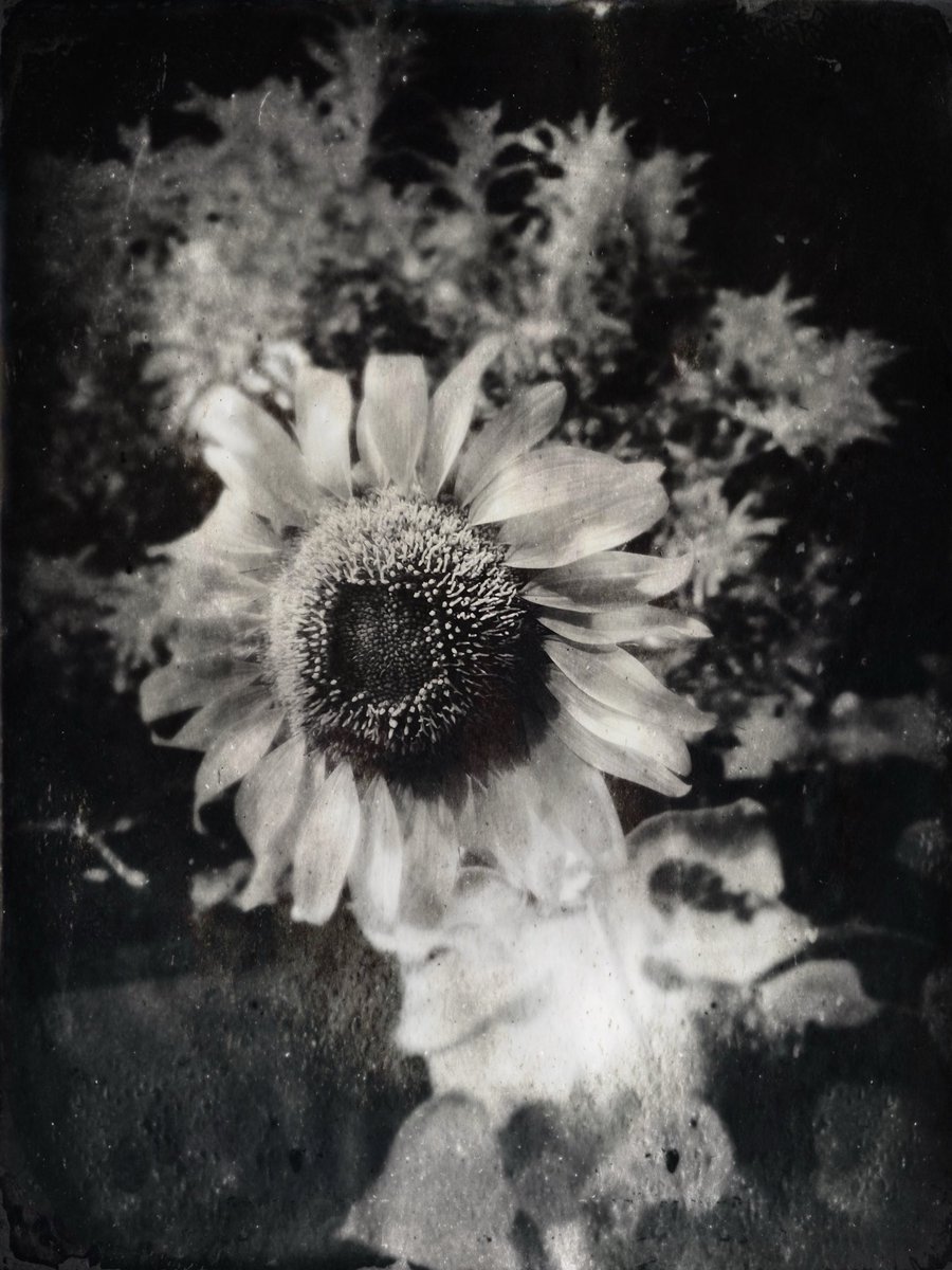 blossom
#arizona #phoenix #sunflower #bnw