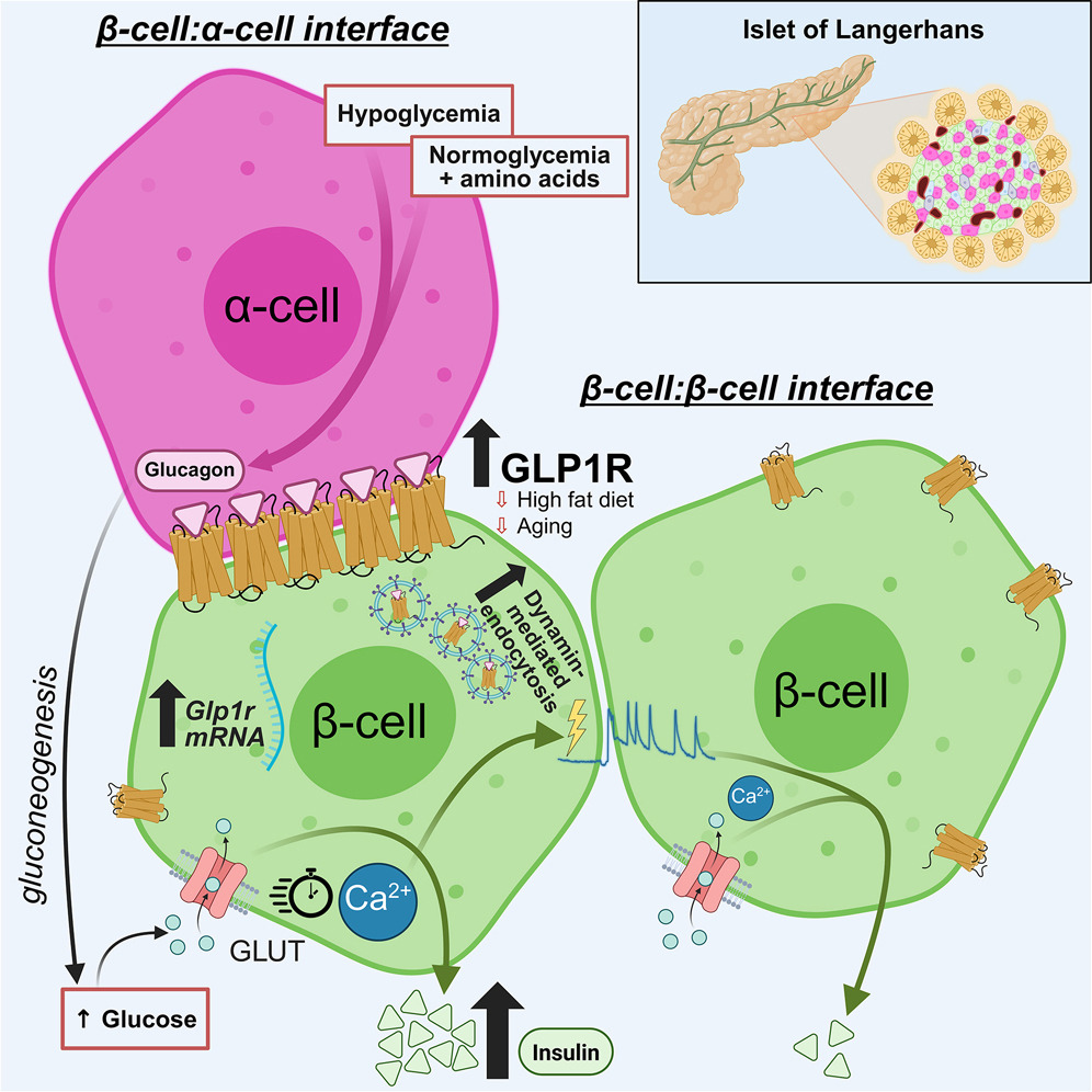 PancreaticCell's tweet image. Dr. David Hodson (@daveyboyhod) and team show that GLP1R is enriched as nanodomains on beta cell membranes that contact alpha cells, in keeping with increased single-molecule transcript expression.
💡 Learn more: bit.ly/451mubz