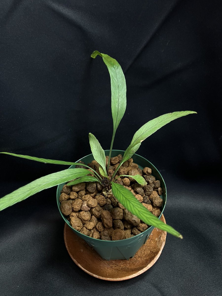 yumesora777's tweet image. 俺の植物
Asplenium vieillardii
Central, Nouvelle-Calédonie
ゆうさんからお迎えしました！
魅力的な植物ですね😃
#Seedpot
#KSB
#Asplenium