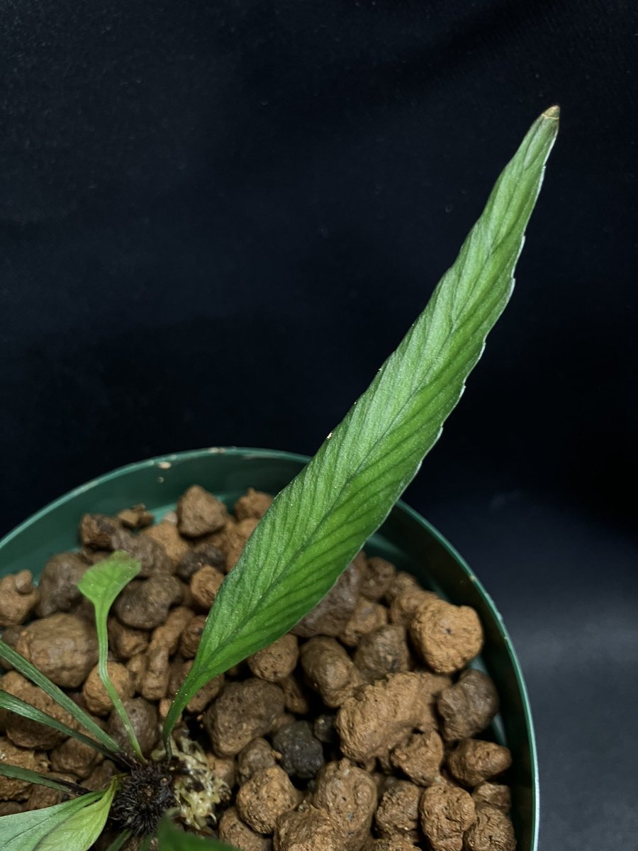 yumesora777's tweet image. 俺の植物
Asplenium vieillardii
Central, Nouvelle-Calédonie
ゆうさんからお迎えしました！
魅力的な植物ですね😃
#Seedpot
#KSB
#Asplenium