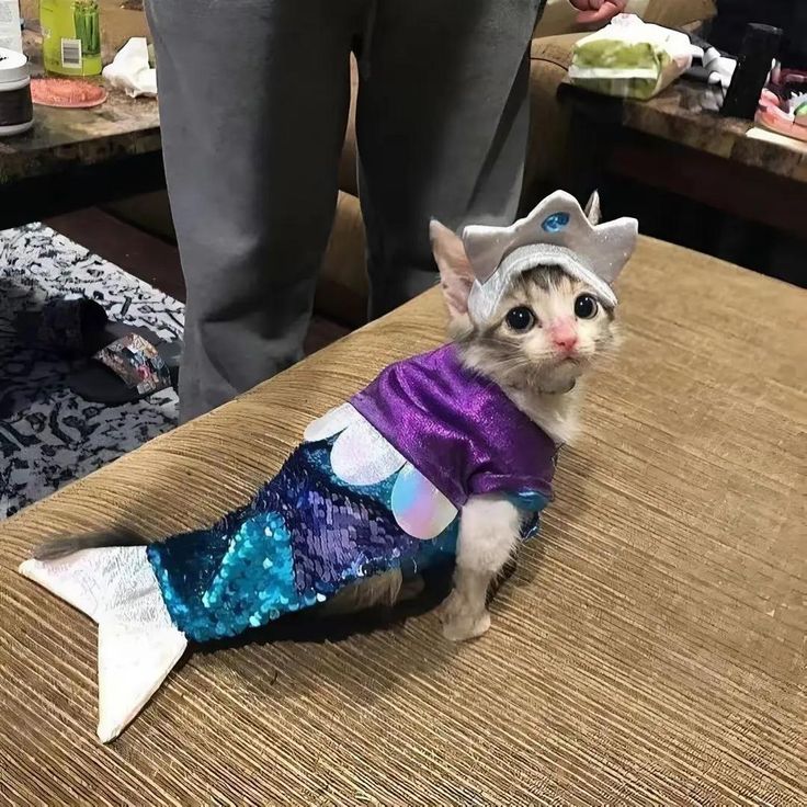kittenstappn's tweet image. 