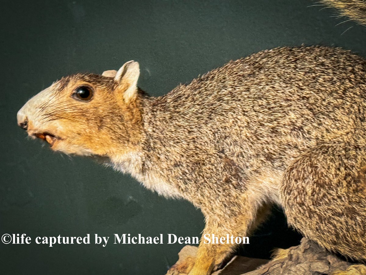 michaeldean0116's tweet photo. Fox Squirrel 🐿️
Fall Creek Falls State Park
Spencer TN
June 21st 2025
#photography #travel #travelphotography #Tennessee #nature #naturelovers #naturephotography #spencer #foxsquirrel #wildlife #stateparks #fallcreekfalls https://t.co/D6xEFzO3lf