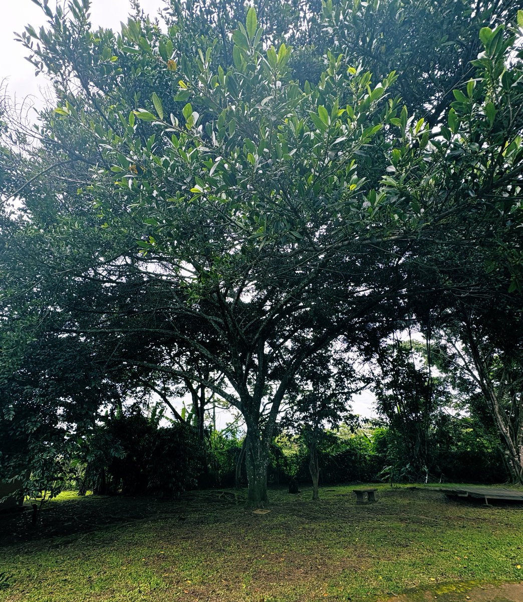 LaNegraCR's tweet image. #modorelax